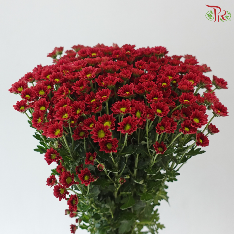 Santini Mini Chrysanthemum - Dark Red (Per Bunch)