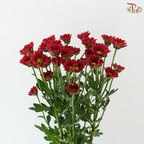 Santini Mini Chrysanthemum - Dark Red (Per Bunch)