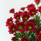Santini Mini Chrysanthemum - Dark Red (Per Bunch)