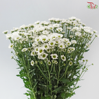 Santini Mini Chrysanthemum - White (Per Bunch)