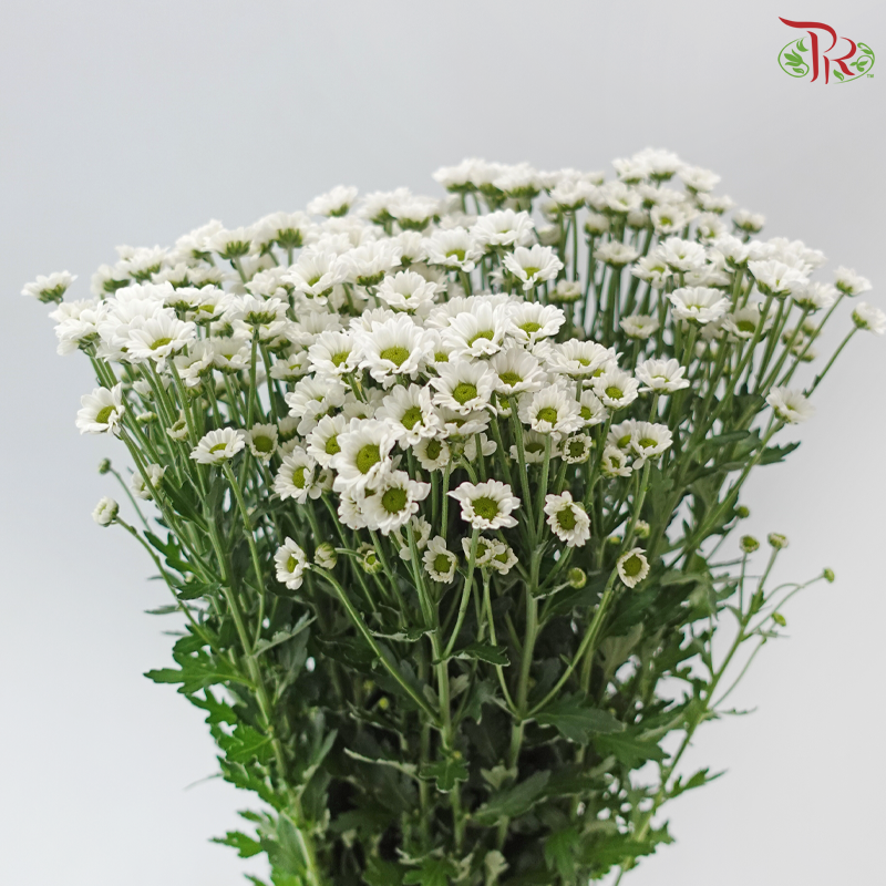 Santini Mini Chrysanthemum - White (Per Bunch)
