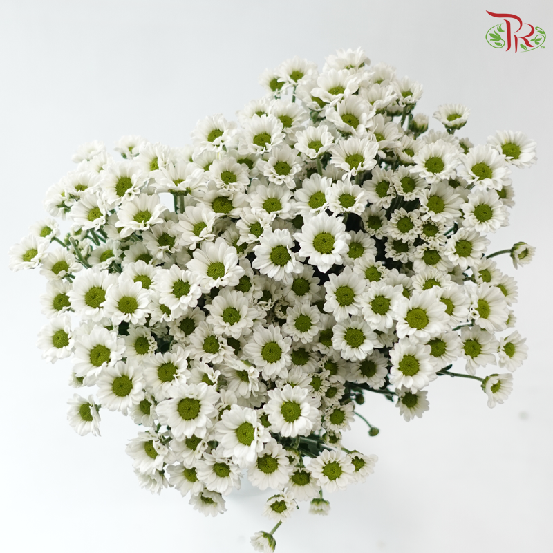 Santini Mini Chrysanthemum - White (Per Bunch)