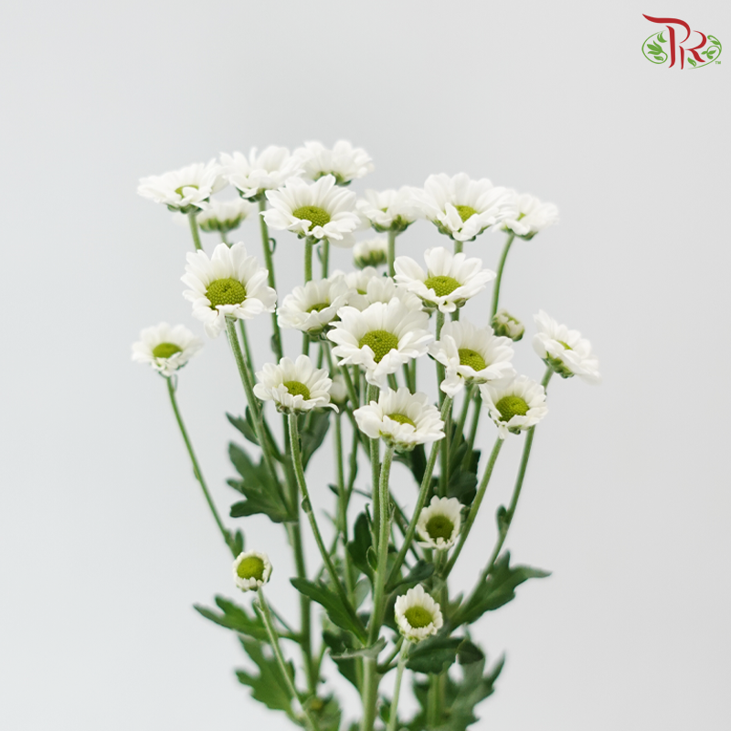 Santini Mini Chrysanthemum - White (Per Bunch)