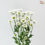 Santini Mini Chrysanthemum - White (Per Bunch)