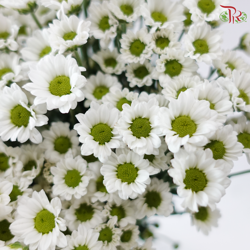 Santini Mini Chrysanthemum - White (Per Bunch)