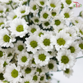 Santini Mini Chrysanthemum - White (Per Bunch)