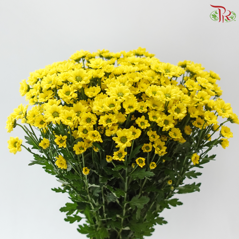 Santini Mini Chrysanthemum - Yellow (Per Bunch)