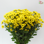 Santini Mini Chrysanthemum - Yellow (Per Bunch)