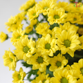 Santini Mini Chrysanthemum - Yellow (Per Bunch)