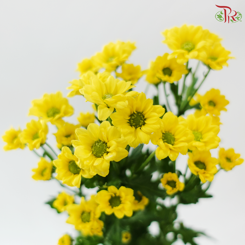 Santini Mini Chrysanthemum - Yellow (Per Bunch)