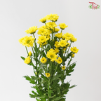 Santini Mini Chrysanthemum - Yellow (Per Bunch)