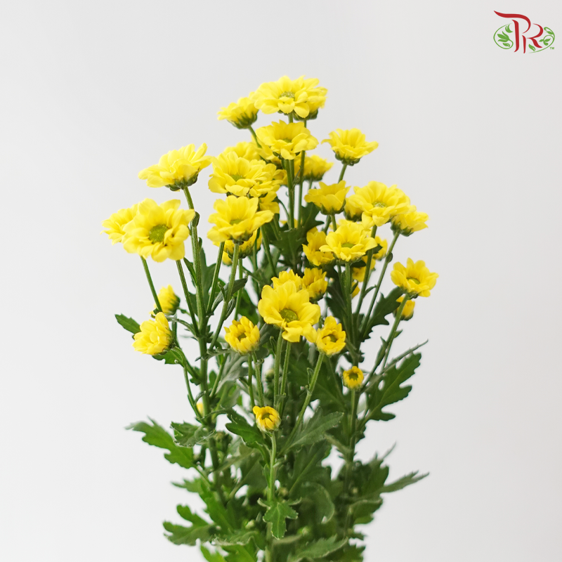 Santini Mini Chrysanthemum - Yellow (Per Bunch)