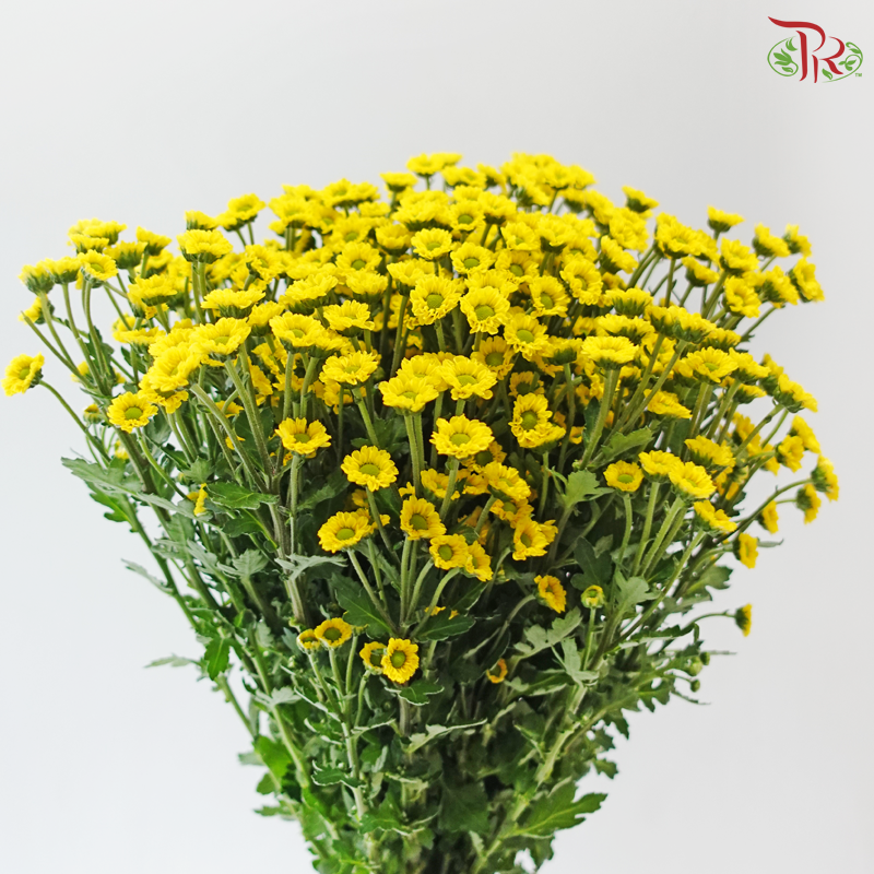 Santini Mini Chrysanthemum - Yellow (Per Bunch)