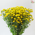 Santini Mini Chrysanthemum - Yellow (Per Bunch)