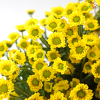 Santini Mini Chrysanthemum - Yellow (Per Bunch)