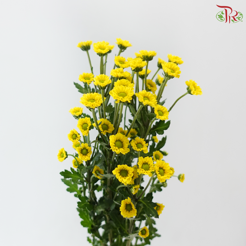 Santini Mini Chrysanthemum - Yellow (Per Bunch)