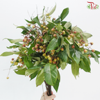 Sapindus Saponaria (Per Bunch)