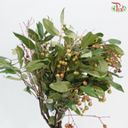 Sapindus Saponaria (Per Bunch)