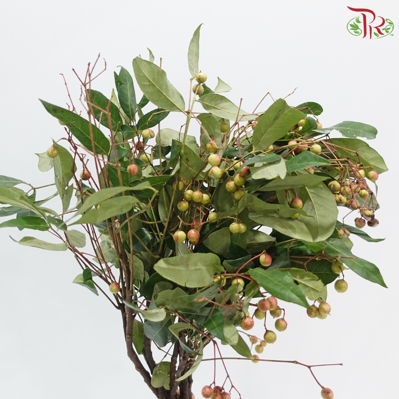 Sapindus Saponaria (Per Bunch)