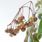 Sapindus Saponaria (Per Bunch)