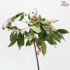Sapindus Saponaria (Per Bunch)
