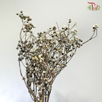 Sapium Sebiferum 乌桕果 - (Per Bunch)