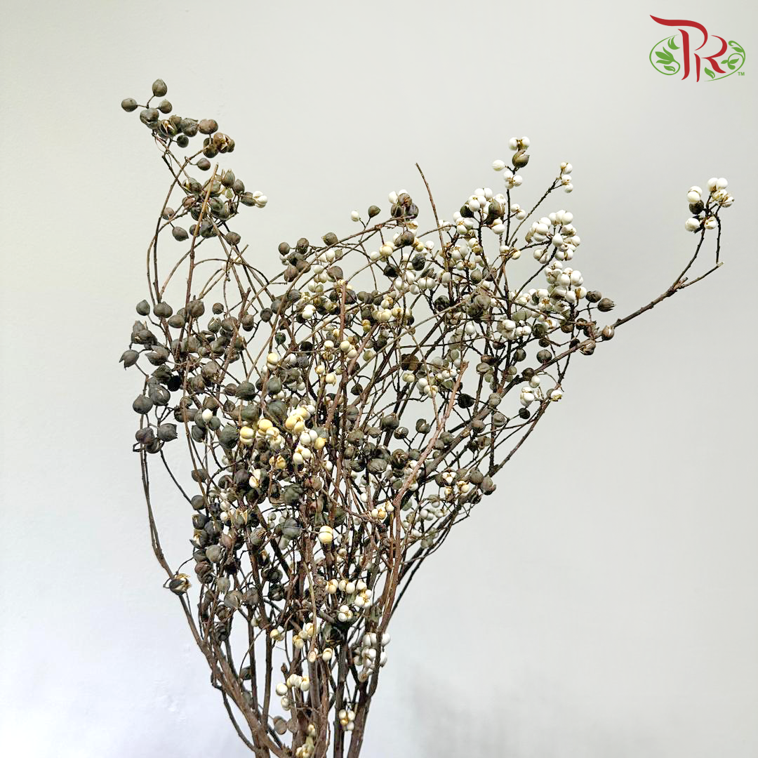 Sapium Sebiferum 乌桕果 - (Per Bunch)