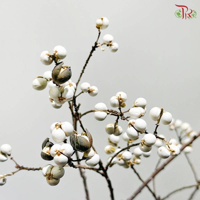 Sapium Sebiferum 乌桕果 - (Per Bunch)