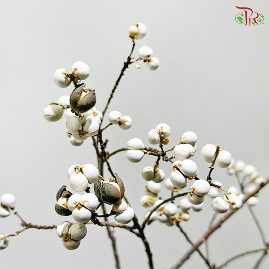 Sapium Sebiferum 乌桕果 - (Per Bunch)