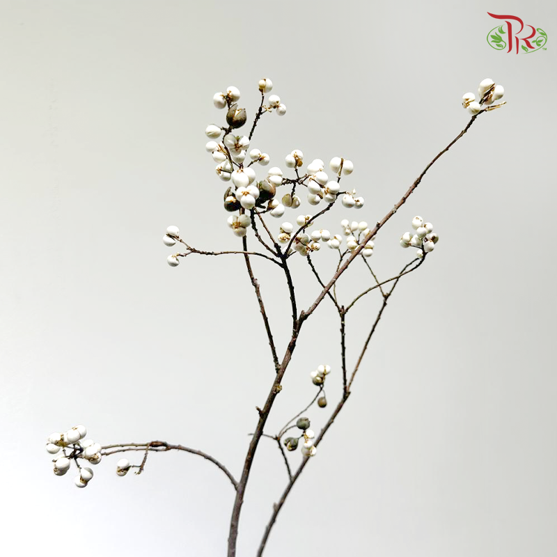 Sapium Sebiferum 乌桕果 - (Per Bunch)