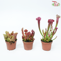 Sarracenia 105P《瓶子草属》(Random Choose Sarracenia)