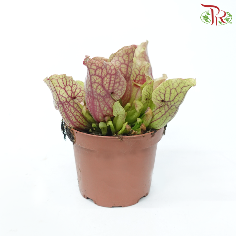 Sarracenia 105P《瓶子草属》(Random Choose Sarracenia)