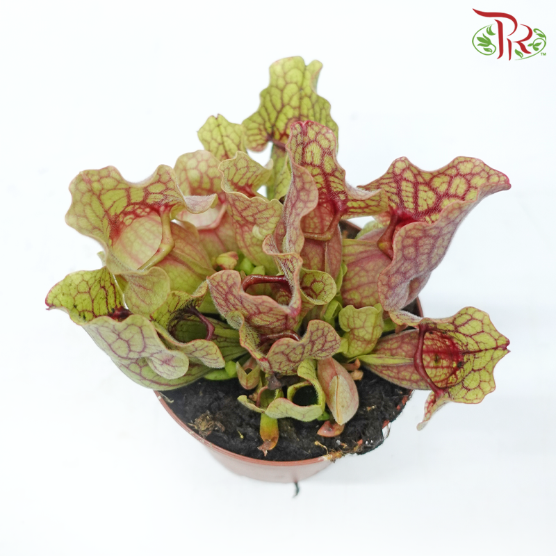 Sarracenia 105P《瓶子草属》(Random Choose Sarracenia)