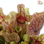 Sarracenia 105P《瓶子草属》(Random Choose Sarracenia)