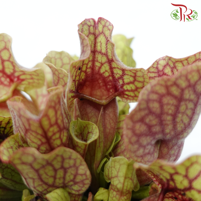Sarracenia 105P《瓶子草属》(Random Choose Sarracenia)