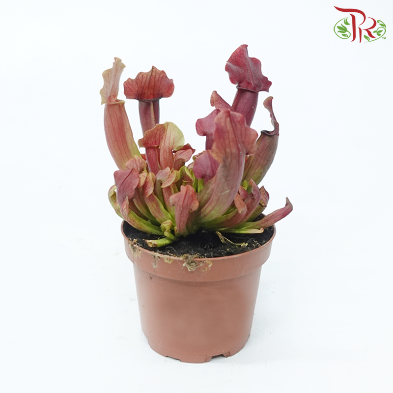 Sarracenia 105P《瓶子草属》(Random Choose Sarracenia)