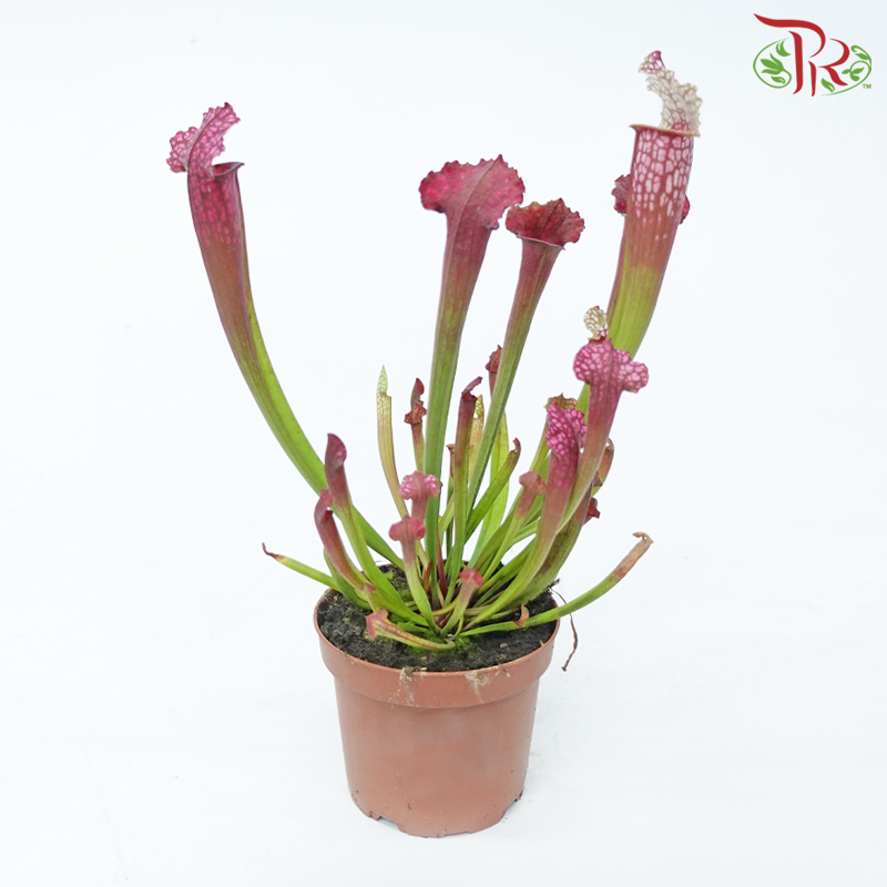 Sarracenia 105P《瓶子草属》(Random Choose Sarracenia)