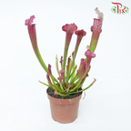 Sarracenia 105P《瓶子草属》(Random Choose Sarracenia)
