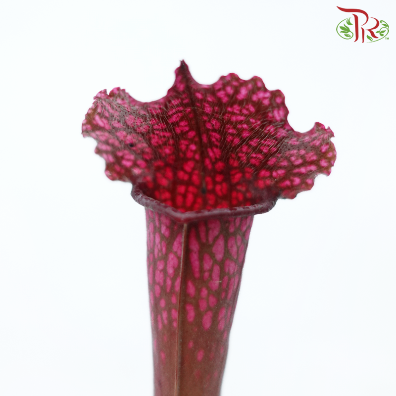 Sarracenia 105P《瓶子草属》(Random Choose Sarracenia)