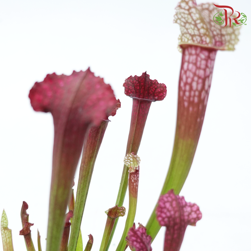 Sarracenia 105P《瓶子草属》(Random Choose Sarracenia)
