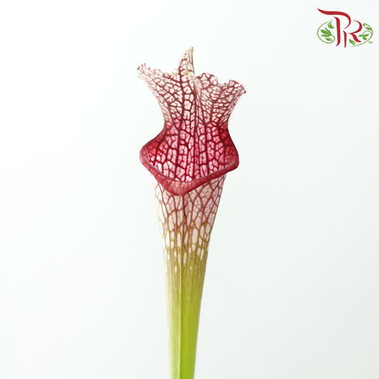 Sarracenia - Pink (2 Stems)