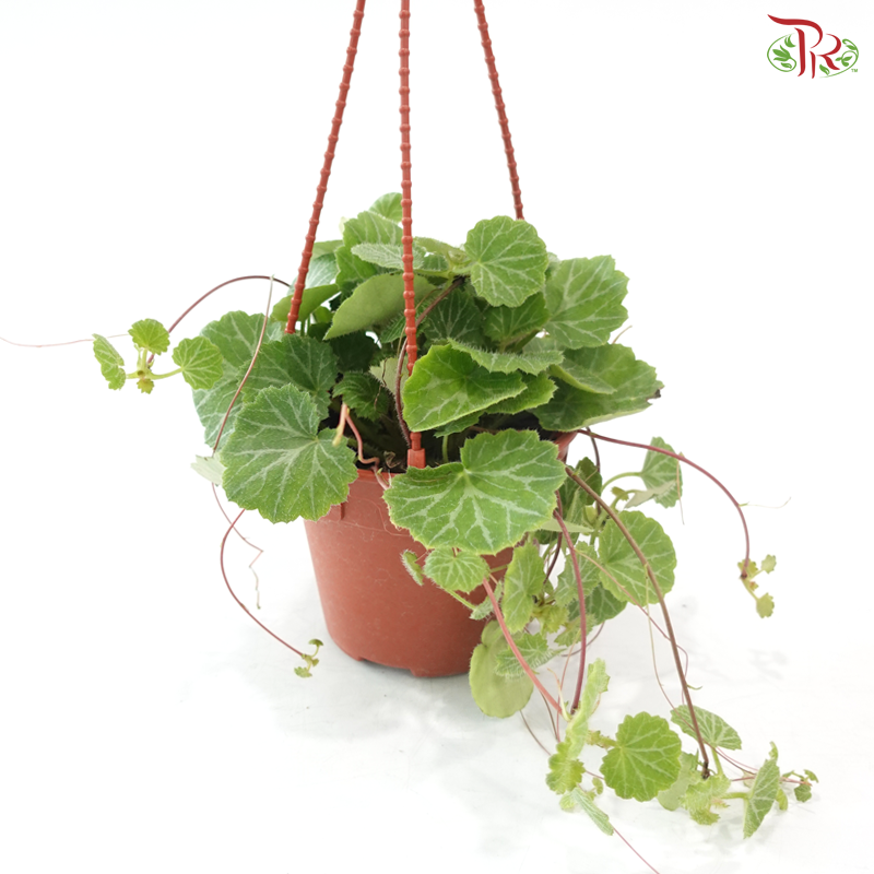 Saxifragra Sarmentosa P120《虎耳草》