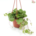 Saxifragra Sarmentosa P120《虎耳草》