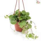 Saxifragra Sarmentosa P120《虎耳草》