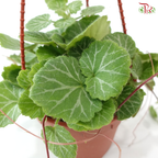 Saxifragra Sarmentosa P120《虎耳草》