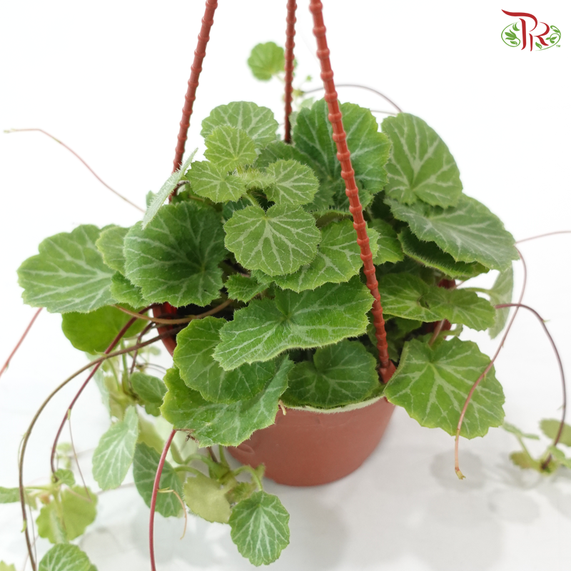 Saxifragra Sarmentosa P120《虎耳草》