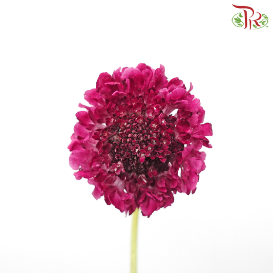 Scabiosa - Dark Pink (10 Stems) - Pudu Ria Florist