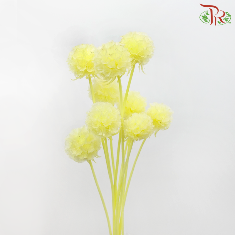 Preservative Scabiosa - Yellow (Per Bunch) - Pudu Ria Florist