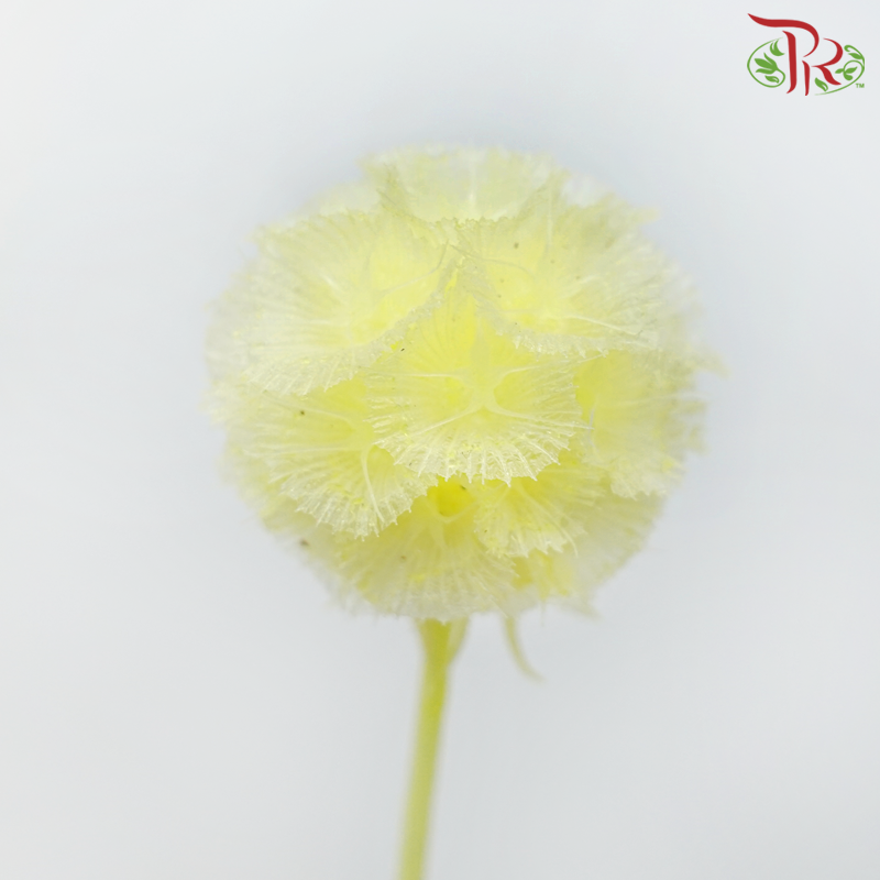 Preservative Scabiosa - Yellow (Per Bunch) - Pudu Ria Florist