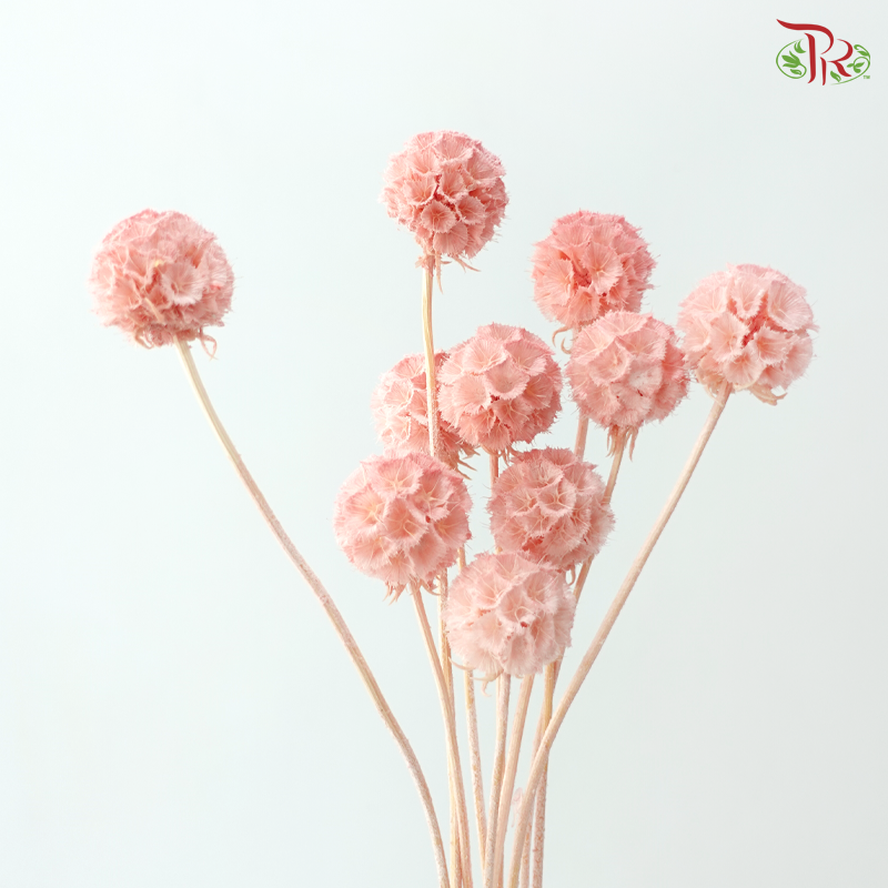 Preserved Scabiosa - Peach Pink (Per Bunch)